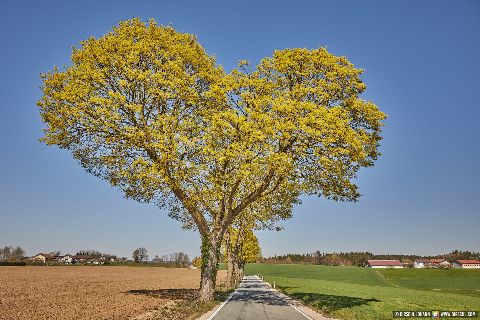 Gemeinde Geratskirchen Landkreis Rottal-Inn Geratskirchen Stadlthann Herz Baum Allee Richtung Unterdietfurt (Dirschl Johann) Deutschland PAN